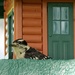 Woodpecker at the door by cjwhite