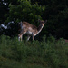 Fallow Deer by leonbuys83