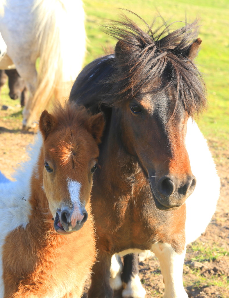 Mum & Foal by lifeat60degrees