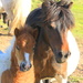 Mum & Foal by lifeat60degrees