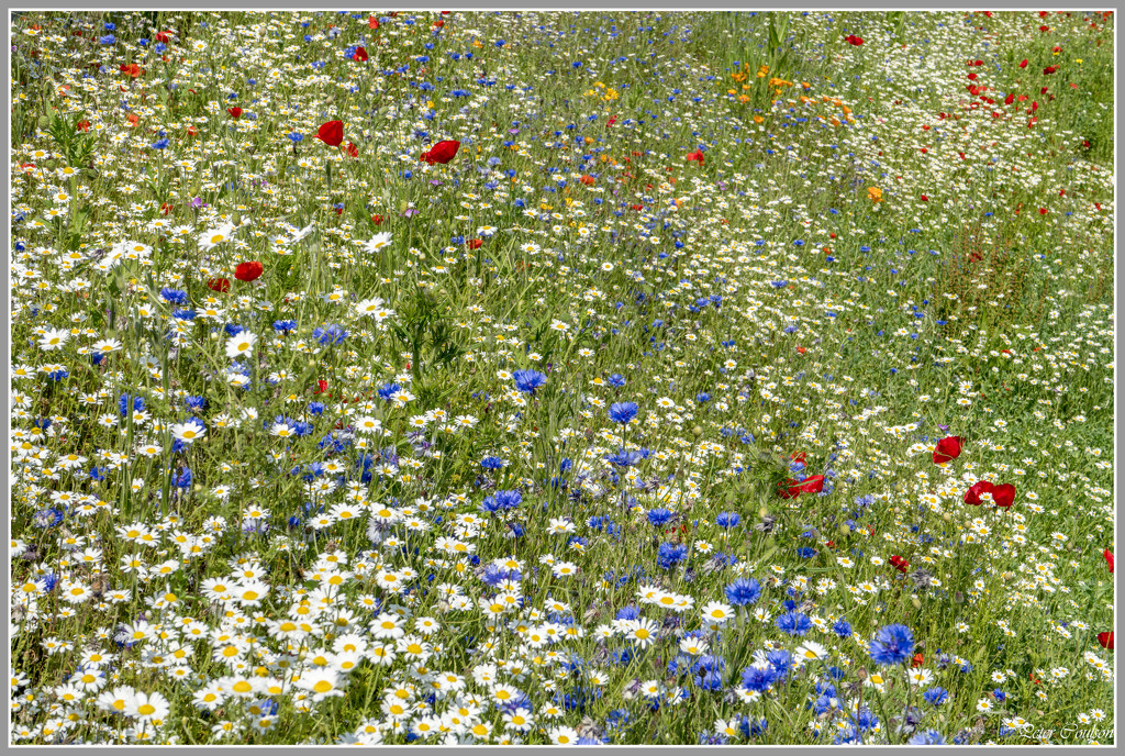 Wild Flowers by pcoulson