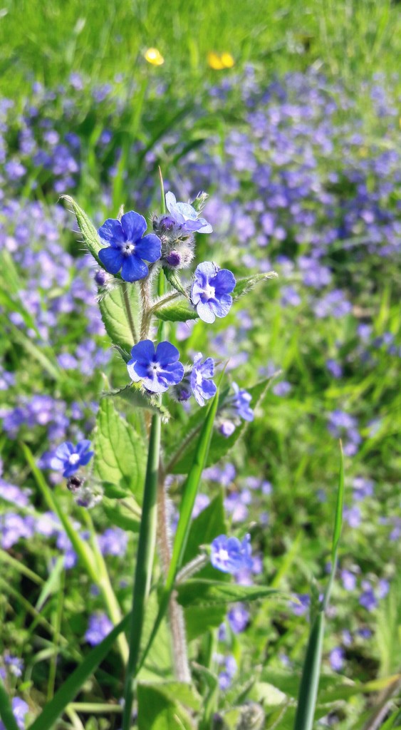 Speedwell and the big blue one . by jokristina