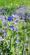 6th Jun 2016 - Speedwell and the big blue one .