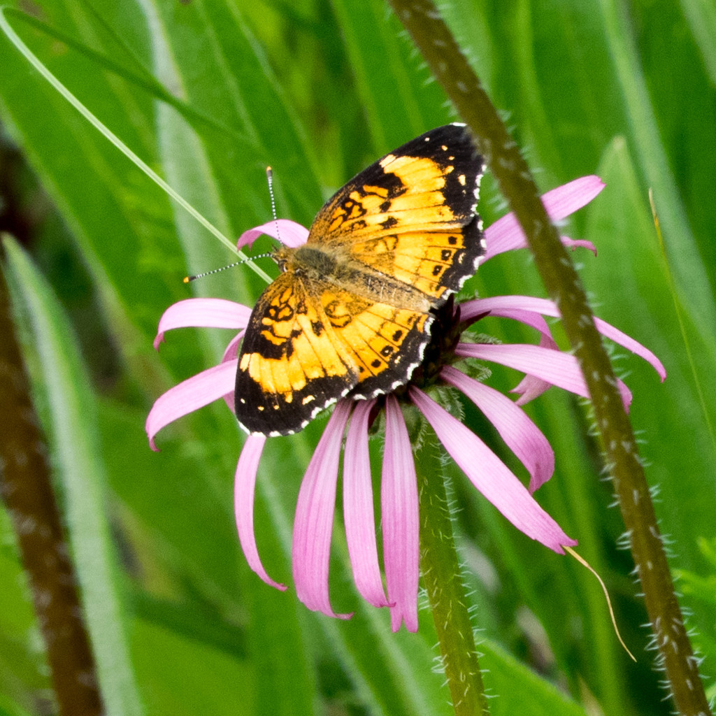 Pearl Crescent on Coneflower by rminer