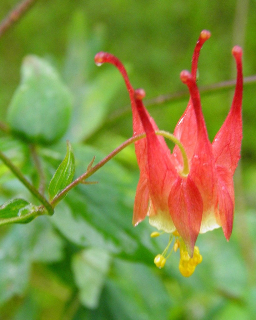 Spring Columbine Again by daisymiller