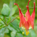 Spring Columbine Again by daisymiller
