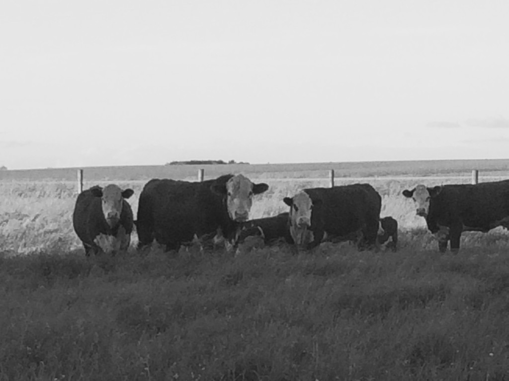 Our cattle friends by bjchipman