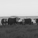 Our cattle friends by bjchipman