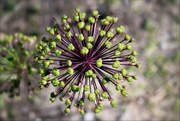 6th Jun 2016 - Fireworks Of Seed Pods