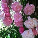 Roses by tatra