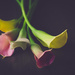Calla Lilies by tina_mac
