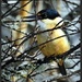 Kingfisher  by yorkshirekiwi