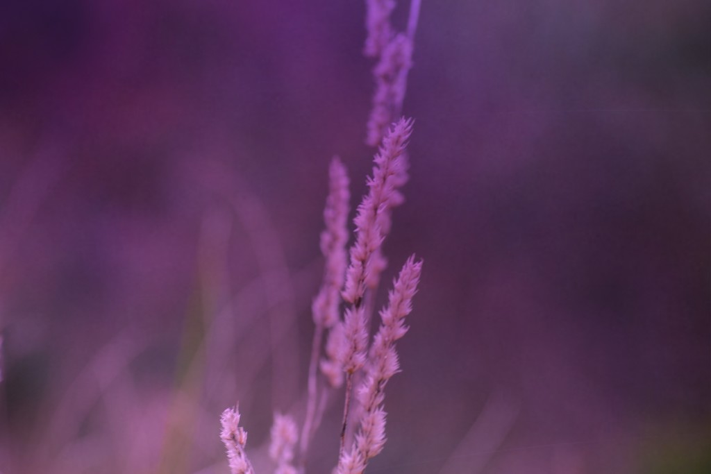 purple haze by dianeburns