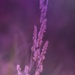 purple haze by dianeburns