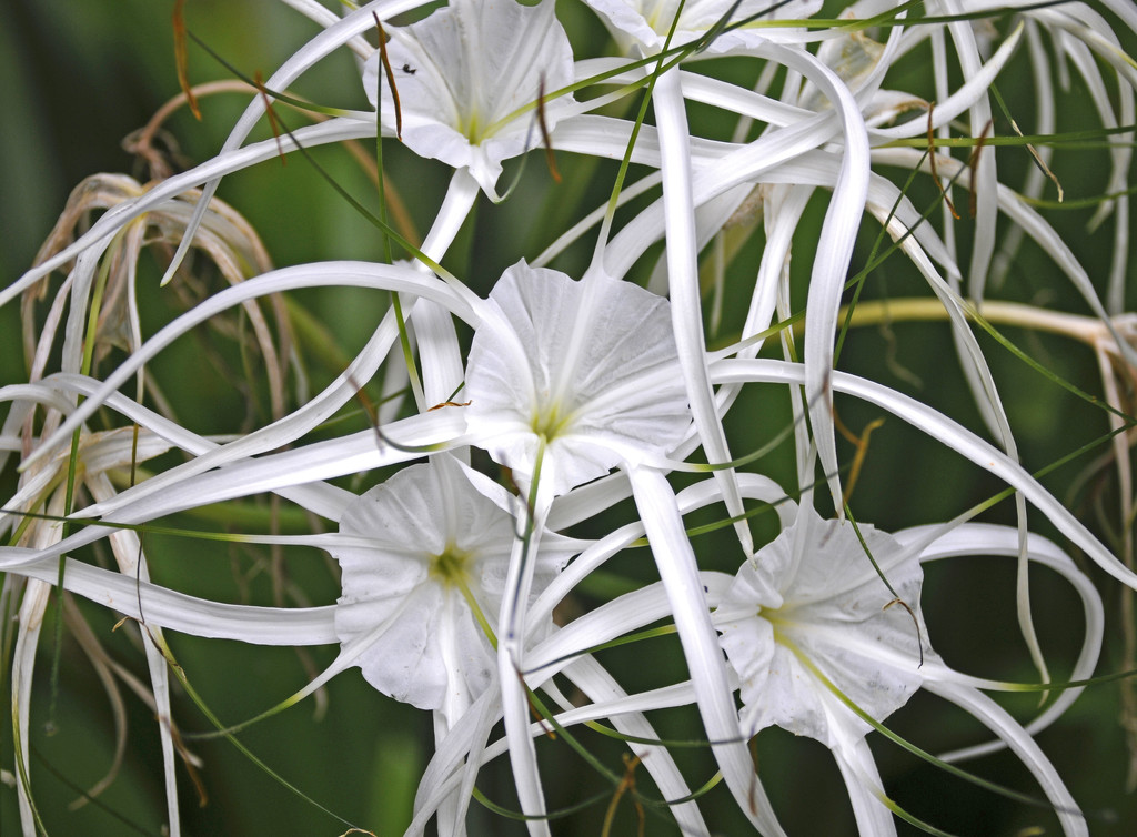 Spider Lily by ianjb21