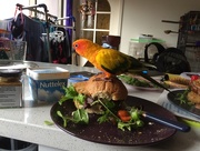 7th Jun 2016 - I claim this lunch in the name of Parrotkind!
