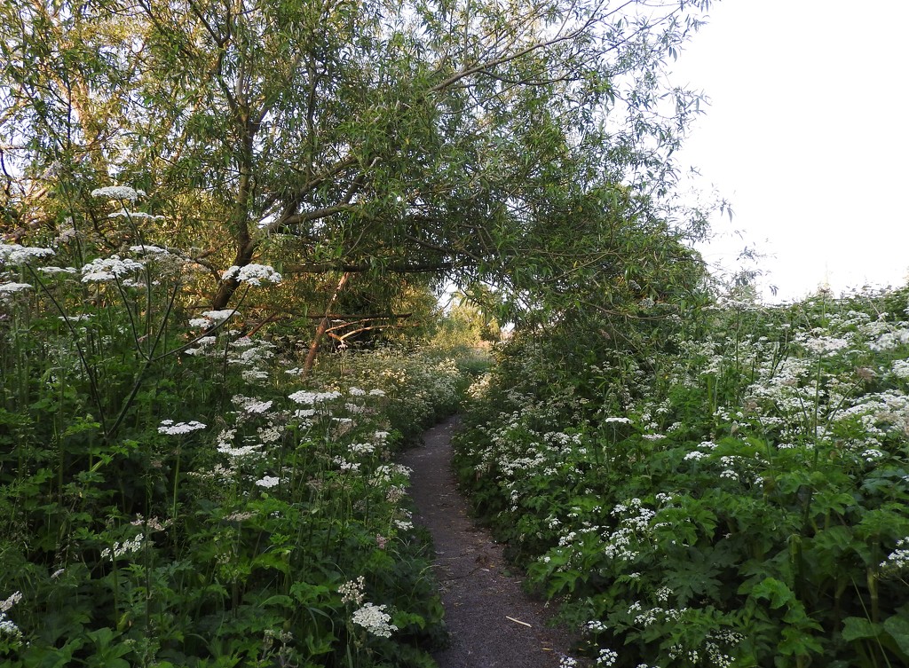 Footpath by oldjosh