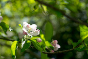 6th Jun 2016 - Apple blossom