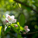 Apple blossom by novab