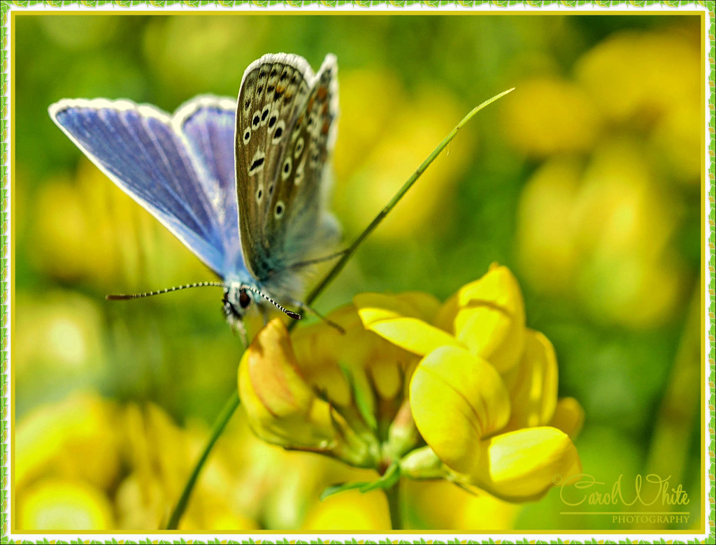 Common Blue Butterfly by carolmw