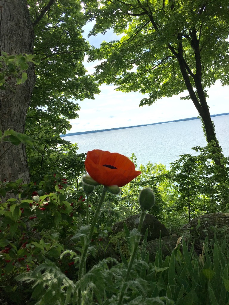 First Poppy of the Year by frantackaberry
