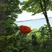 First Poppy of the Year by frantackaberry