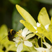 bumble bee by ianmetcalfe