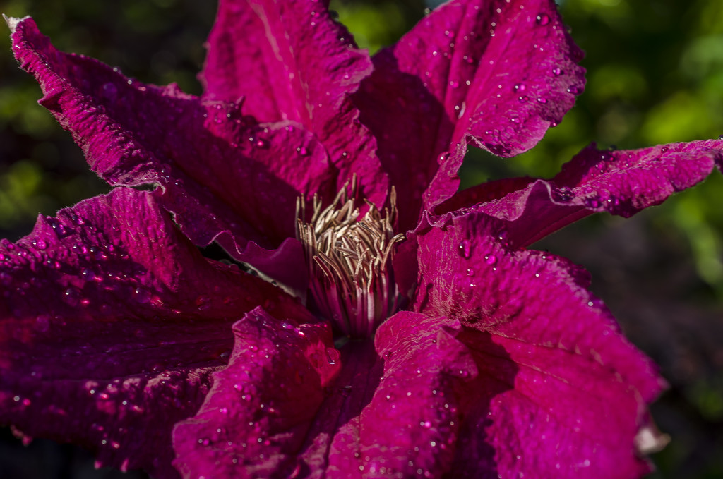 Water Clematis by tonygig