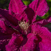 Water Clematis by tonygig