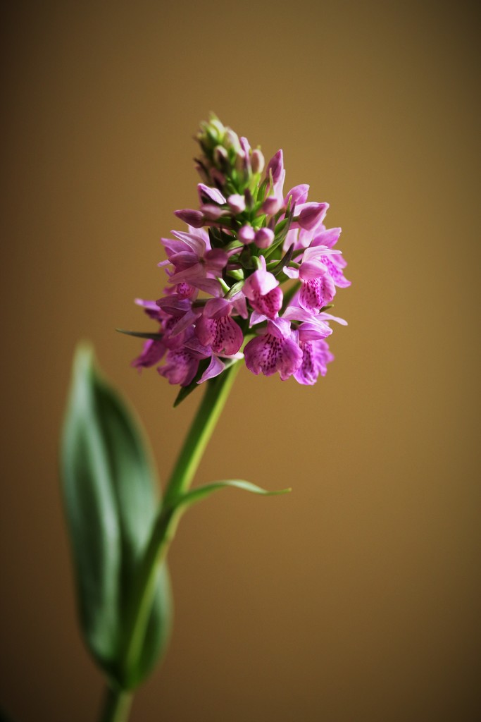 Marsh Orchid by orchid99
