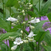 My Native Plant Garden - Foxglove Beardtongue by annepann