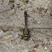 Lancet Clubtail dragonfly by annepann