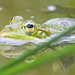 Frog by leonbuys83