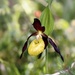 2016-06-07 European Lady Slipper Orchid by mona65