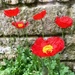 Poppies by 365projectdrewpdavies