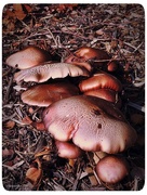 8th Jun 2016 - A medley of mushrooms