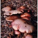 A medley of mushrooms by yorkshirekiwi