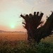 June dawn over the Somerset Levels by julienne1