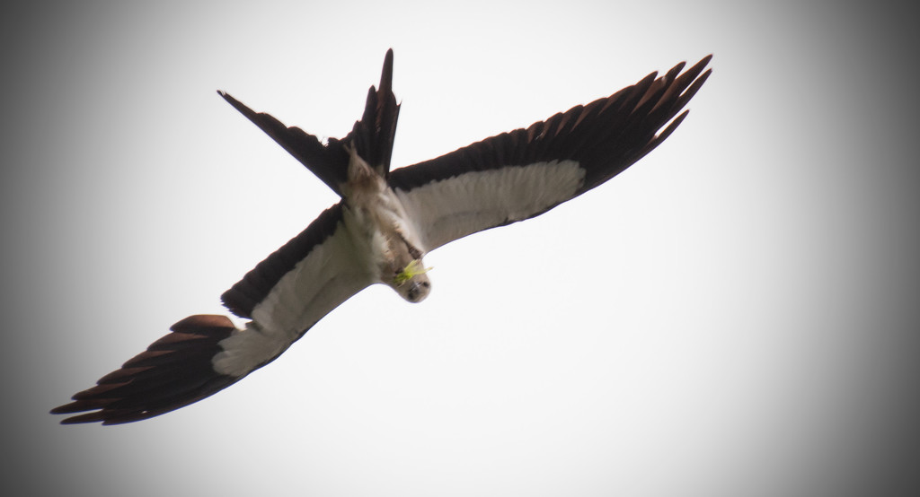 Swallow Tailed Kite! by rickster549