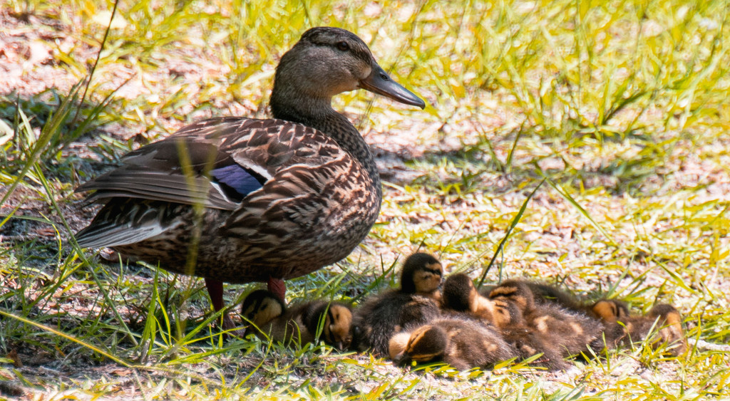 Momma Duck and her Brood! by rickster549