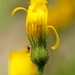 Hawkweed and little Gnat by mzzhope