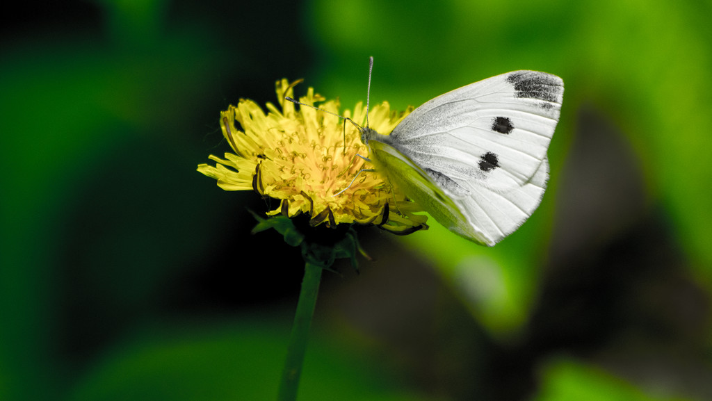 Cabbage White Butterfly on Dandelion by rminer