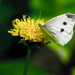 Cabbage White Butterfly on Dandelion by rminer