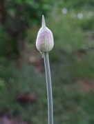 6th Jun 2016 - About to Bloom