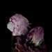Two peonies by cristinaledesma33