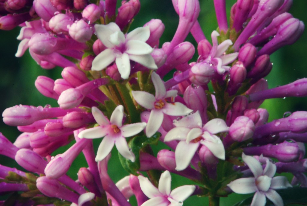 Starburst Lilacs by farmreporter