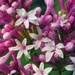 Starburst Lilacs by farmreporter