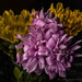 Wild Flowers by jeffjones
