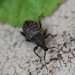Beetle by oldjosh