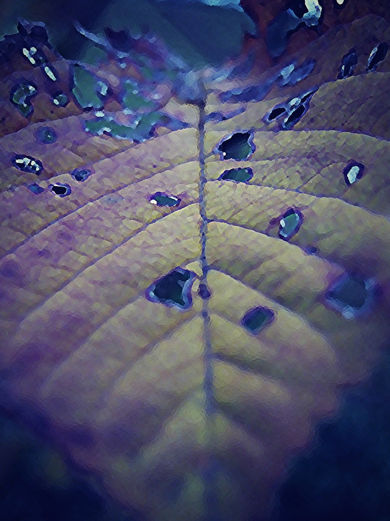 Leaf by wenbow